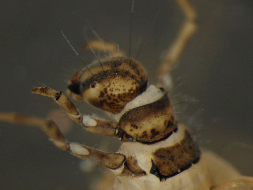 Limnephilus rhombicus 3